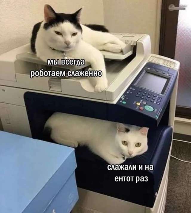 Немного забавных картинок от 23.10.2024