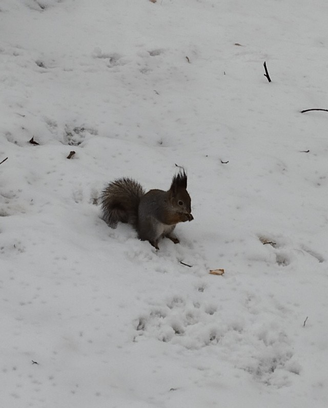 Белочка пришла