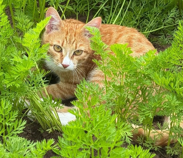 Котовторник