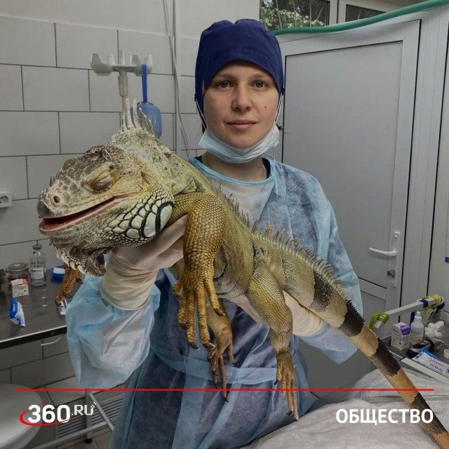 Драконы в городе!