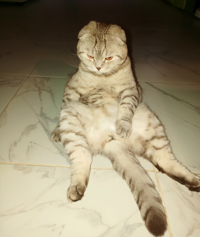 Это Персик. Он теперь будет жить с нами.