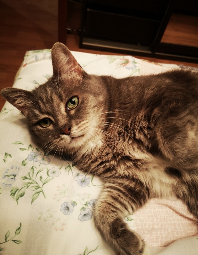 80 г => 3,1 кг (котовторник)