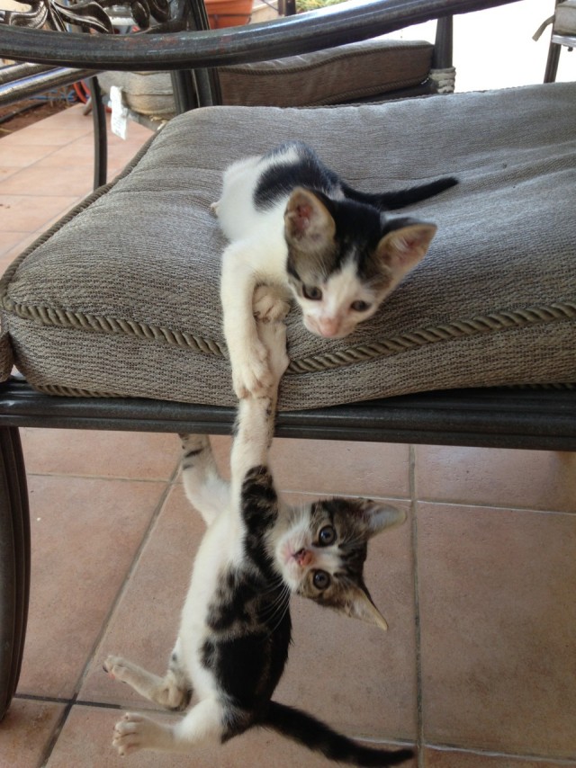 Котовторник на 24.09.2013г