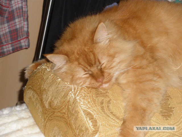 Котовторник 26.11.2013