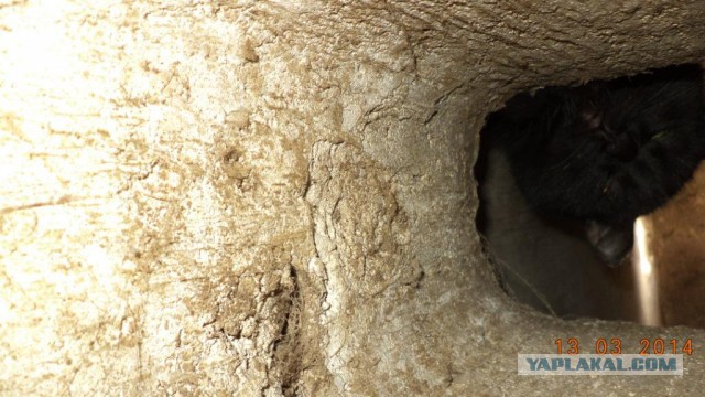 Что должна уметь каждая уважающая себя кошка