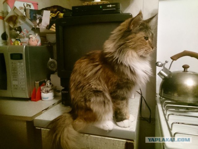 Котовторник 29.04.14.