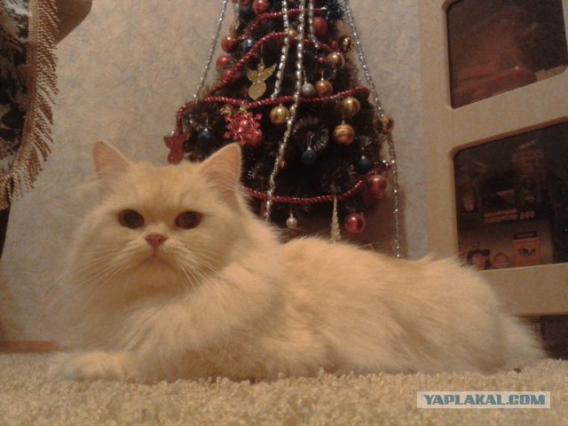 Котовторник 10.06.2014
