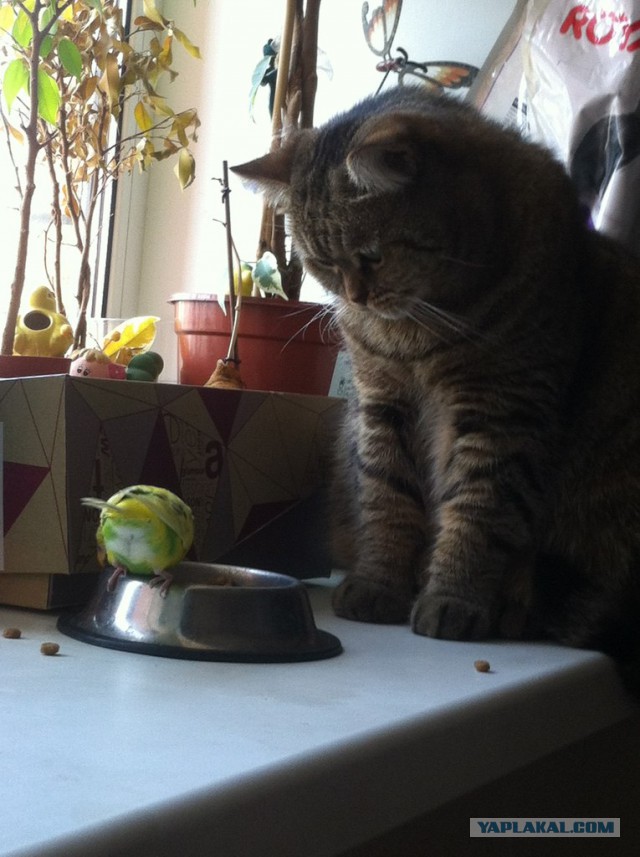 Котовторник 7.10.2014