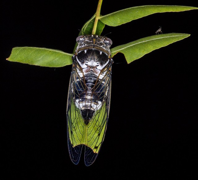 Певчая цикада. Чичара цикады. Геленджикские цикады. Жук цикада. Цикада ротовой аппарат.