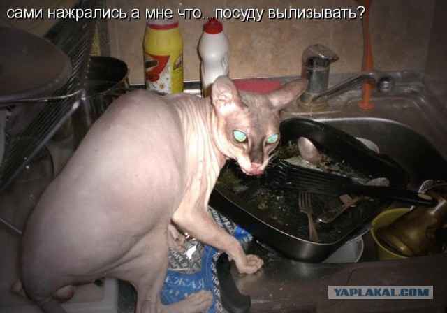 Прикольные картинки мыть посуду, картинки музее