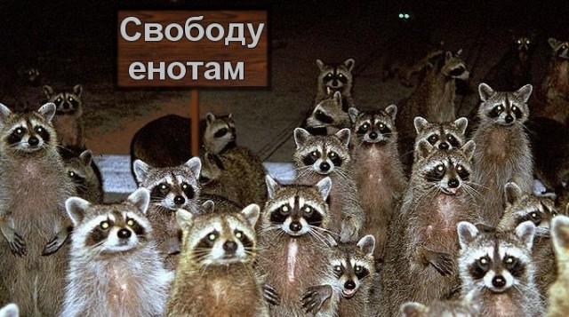 Охотник застрелился, добивая енота прикладом