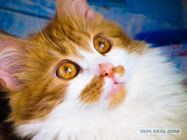 Котовторник