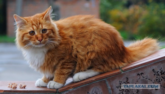 Котовторник 09.06.2015