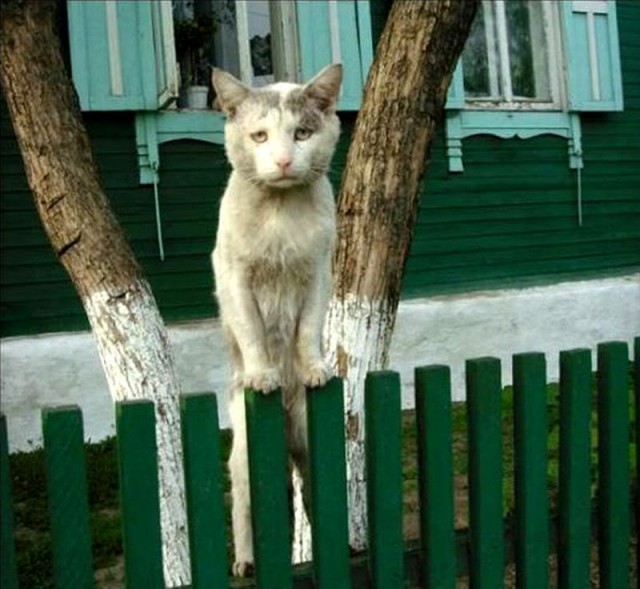 Вот такой хозяйственный котофеич