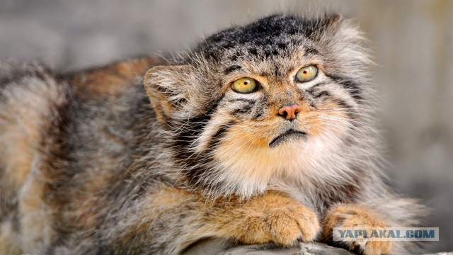 Дикий котовторник