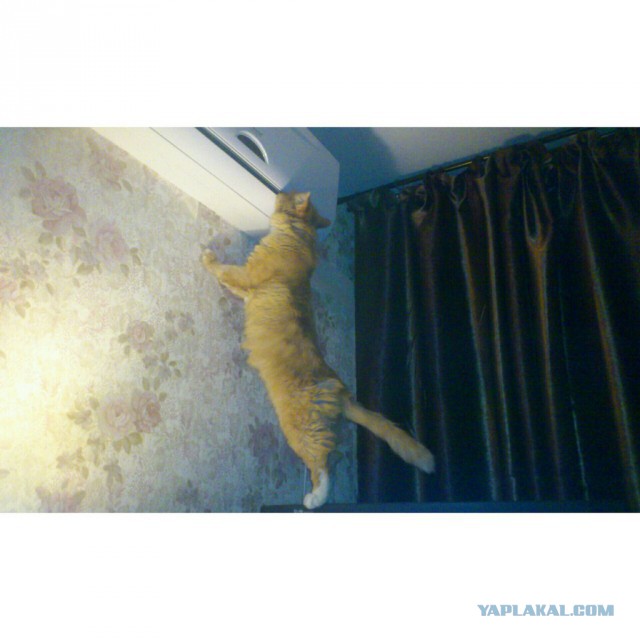 17 фотографий котов