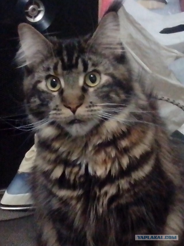Пост невероятной кошачьей красоты. 25 фот.