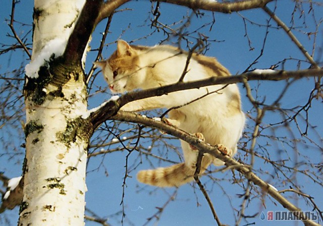 Коты, кошки, котята