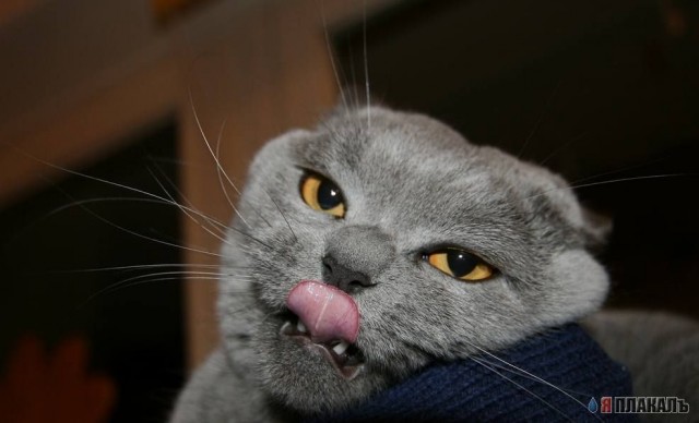 Кошки