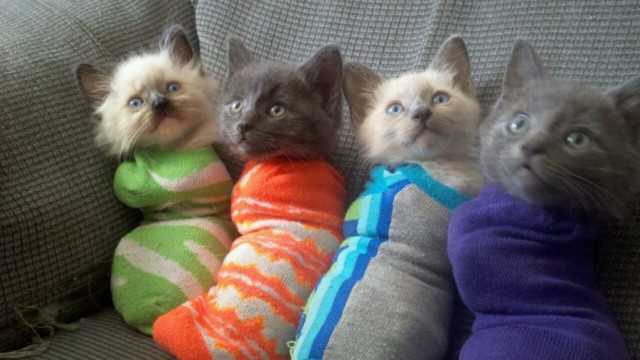 Коты из сети