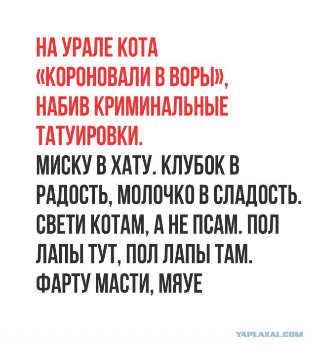 " Забей" кота по рукава. Посвятить его в якудзы.