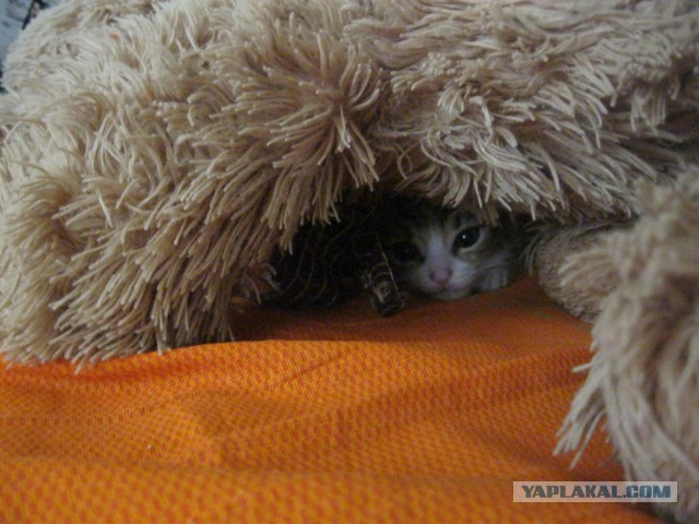 Котовторник 21.02.2017