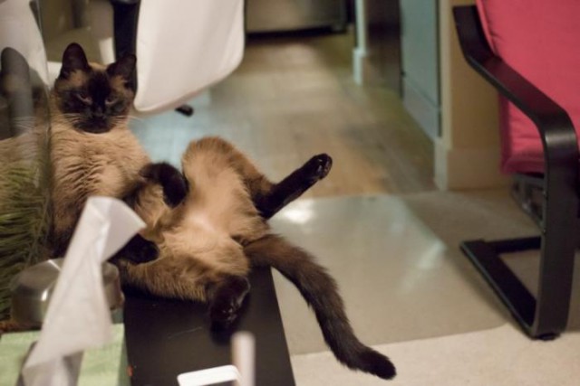 Коты и Кошки