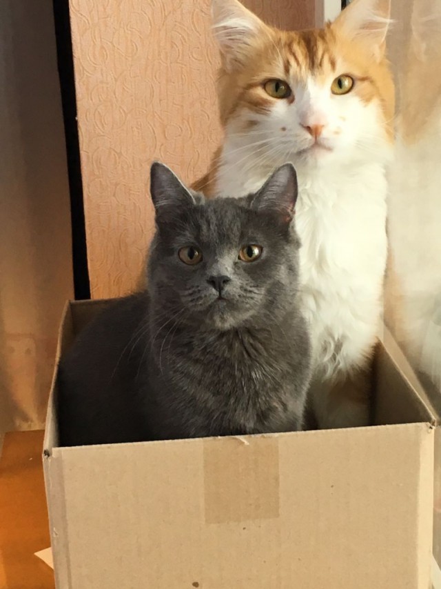 Коты и Кошки