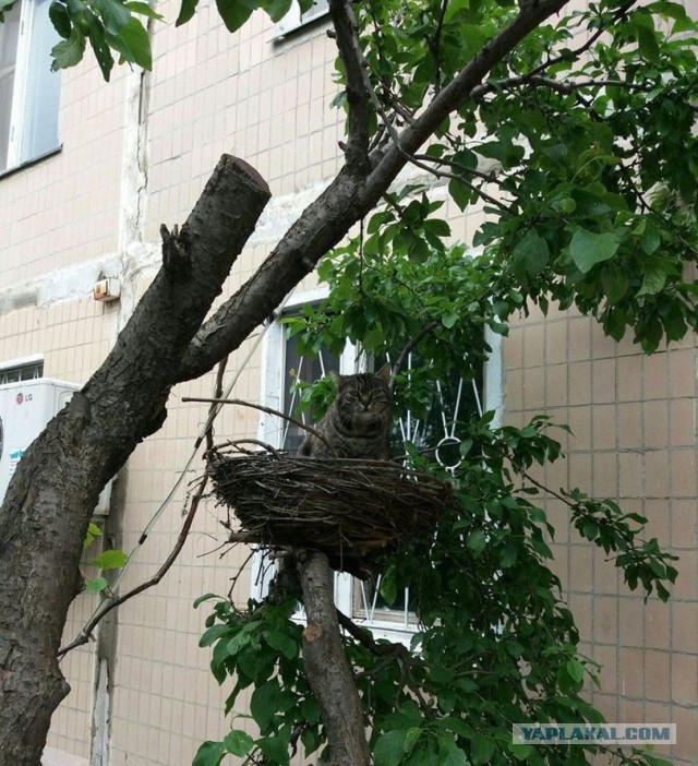 Картинки всякие для поднятия настроения