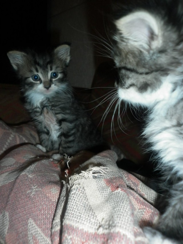 Коты и Кошки