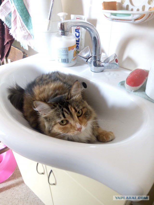 Котовторник  23.01.2018