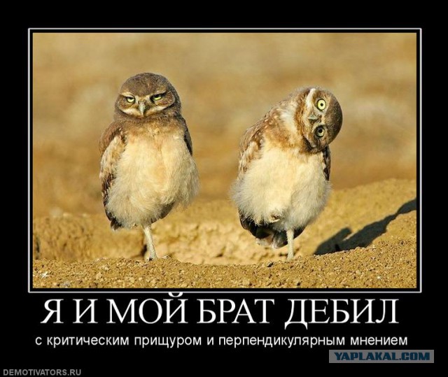Совы (кубические, динамические, статические)