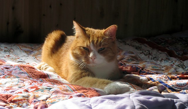 Котовторник 24.04.2018