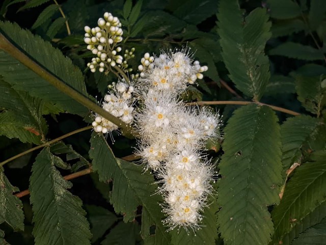 Просто Природа