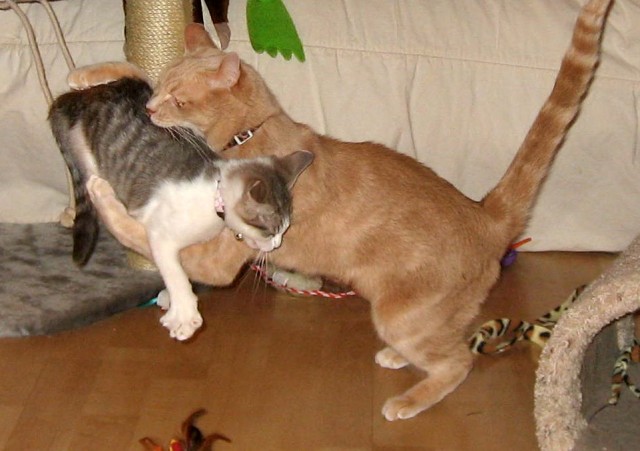Забыли котовторник? А вот он!