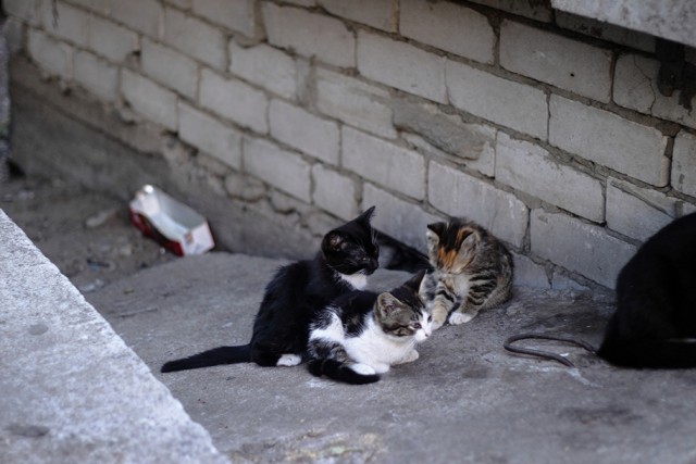 Котовторник  31.07.2018