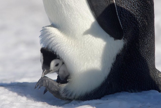Императорские пингвины: антарктическая редкость