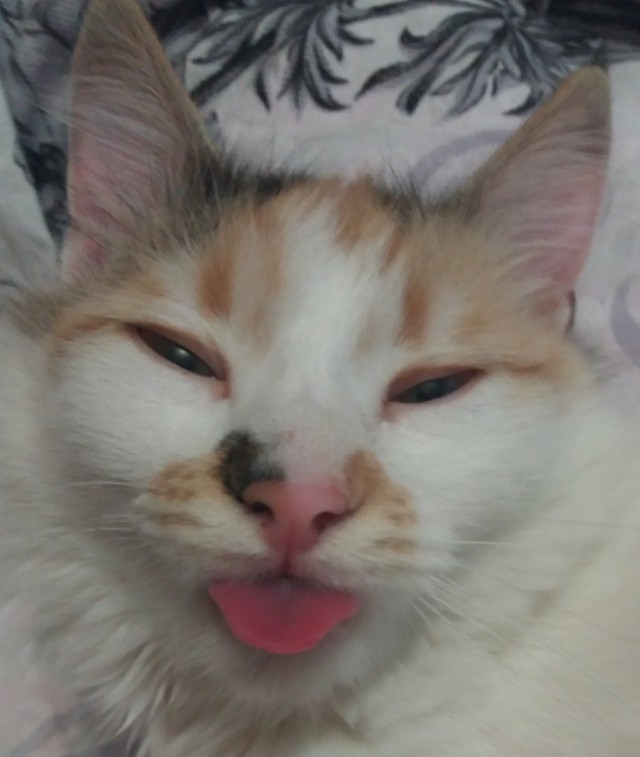 Немного милоты
