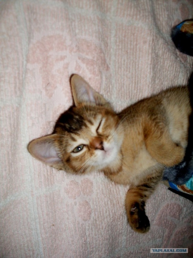 Котовторник  07.06.11