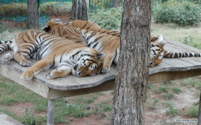Котовторник (07.02.2012)