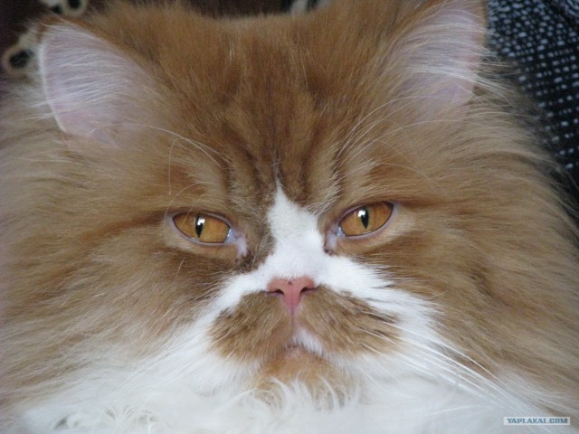 Котовторник 29.05.2012