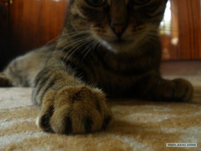 Котовторник 31.07.2012 г.
