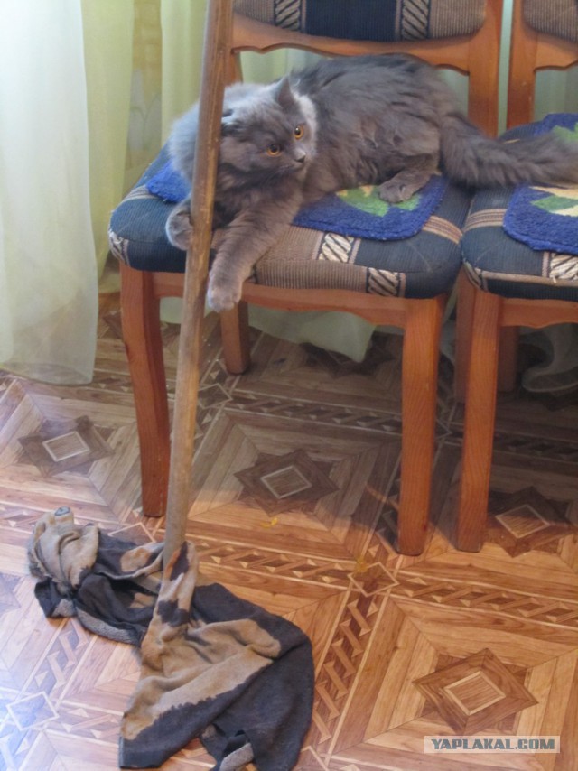 Тема про несчастного кота, в которой всем хорошим людям автор показывает сиськи!2