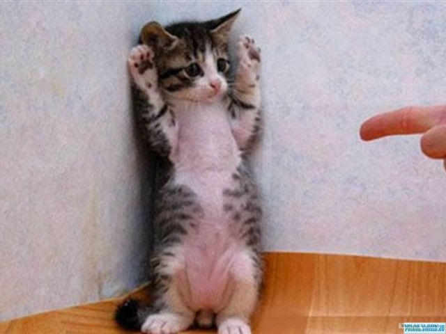 Кто?! Кто посмел обидеть маленького?!