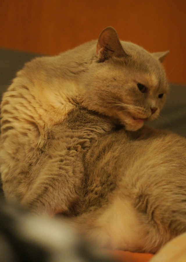 Чо, поцоны? Котовторнег?!