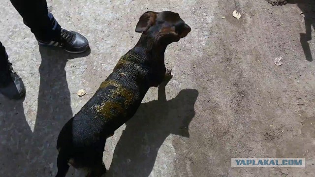 Владельцы собак. Я Вас ненавижу. Вы задолбали, вы тупые что ли?