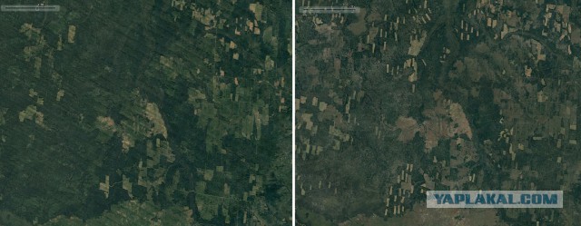 Предсказано уничтожение сибирского леса через 15 лет.