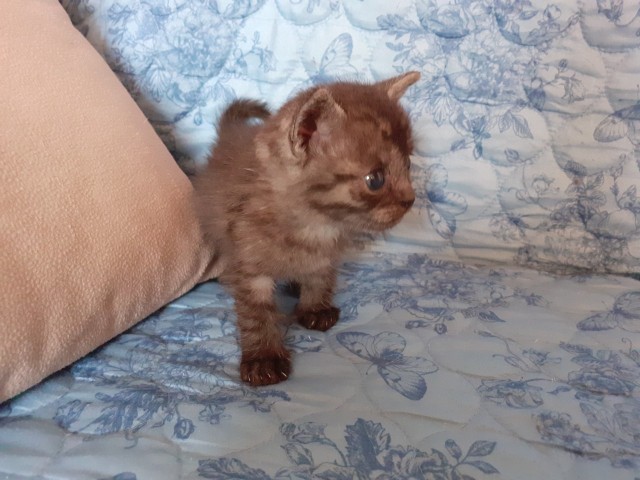 Забавные фото котеек