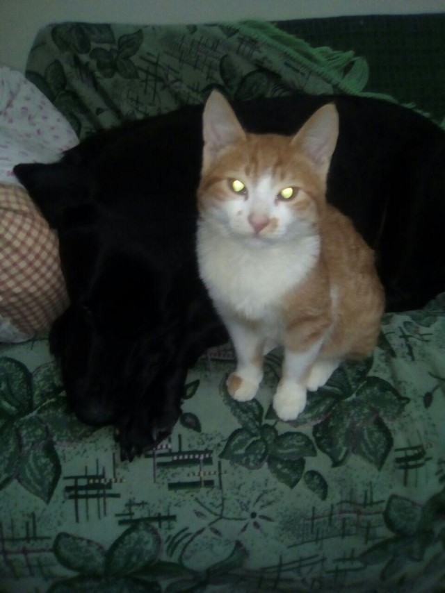 Мышки... ой, т.е. котики плакали, кололись, но продолжали жрать кактус!