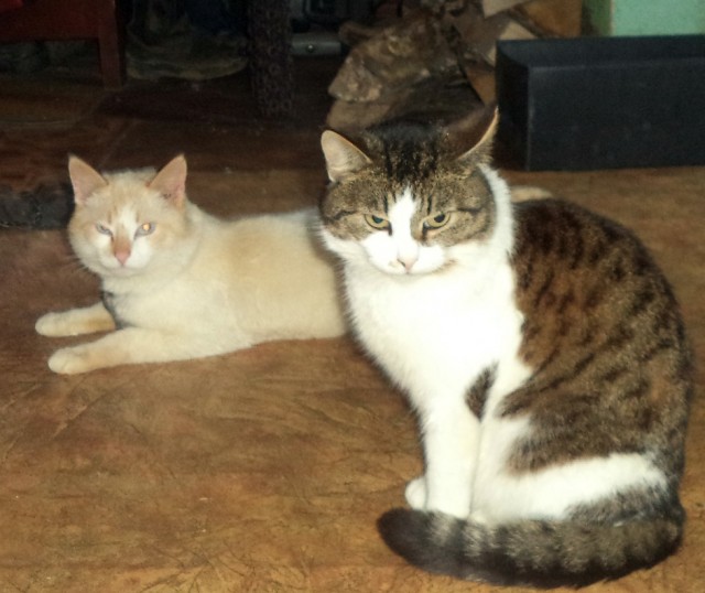 Котики
